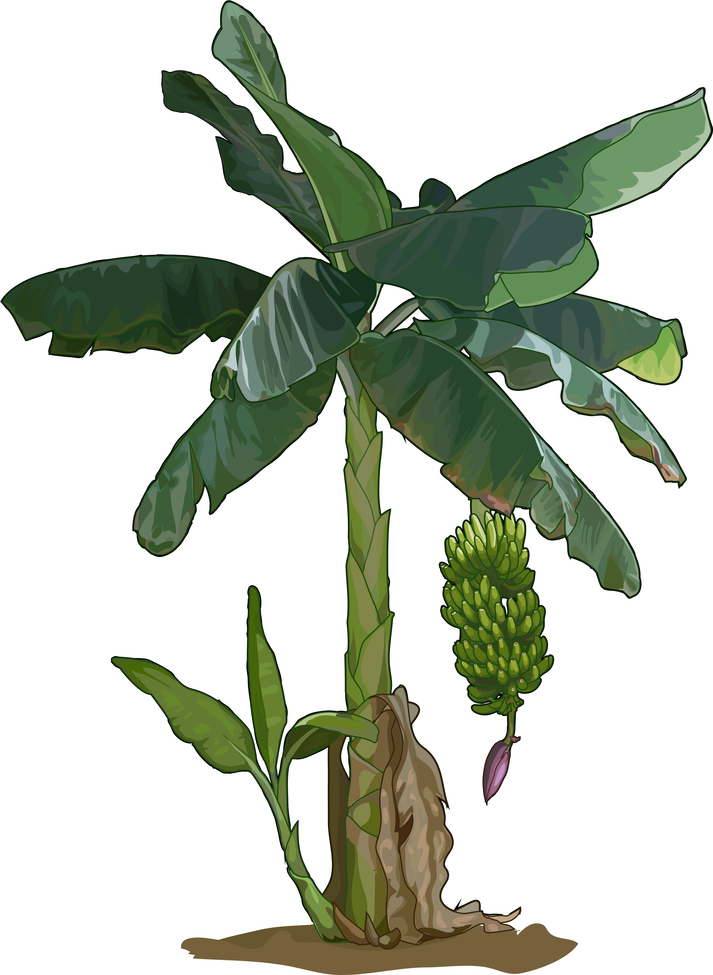 Platanera - Education (2480x3508)