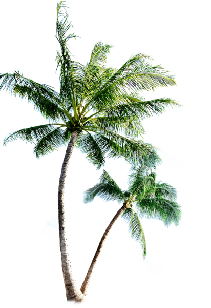 Palm Trees - Palm Trees Psd (412x600)