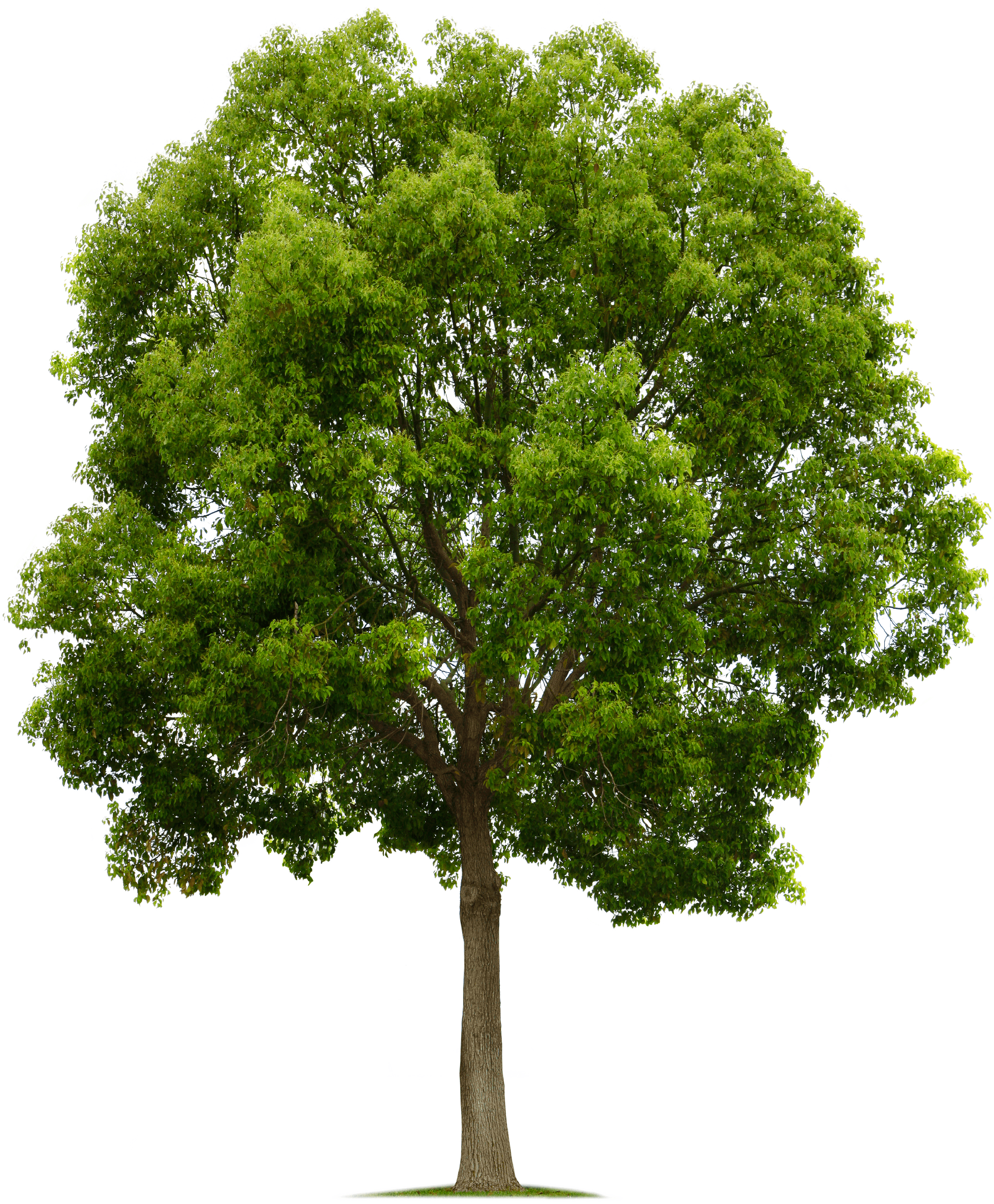   Oak Tree Silhouette (1903x2304)