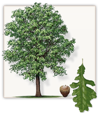 Bur Oak Tree - Does A Oak Tree Look Like (471x455)