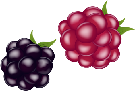 Pomegranate - Clip Art (500x375)