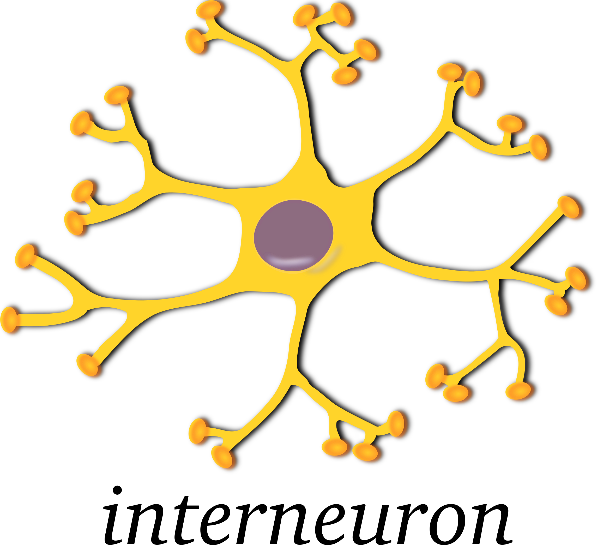 Big Image - Interneuron Transparent (2400x2088)
