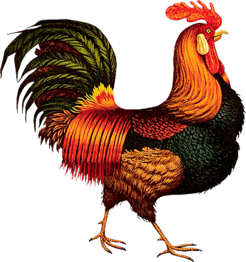 Chicken Pattern - Hadleyhouseco 'rooster Express' By Charles Wysocki (491x524)
