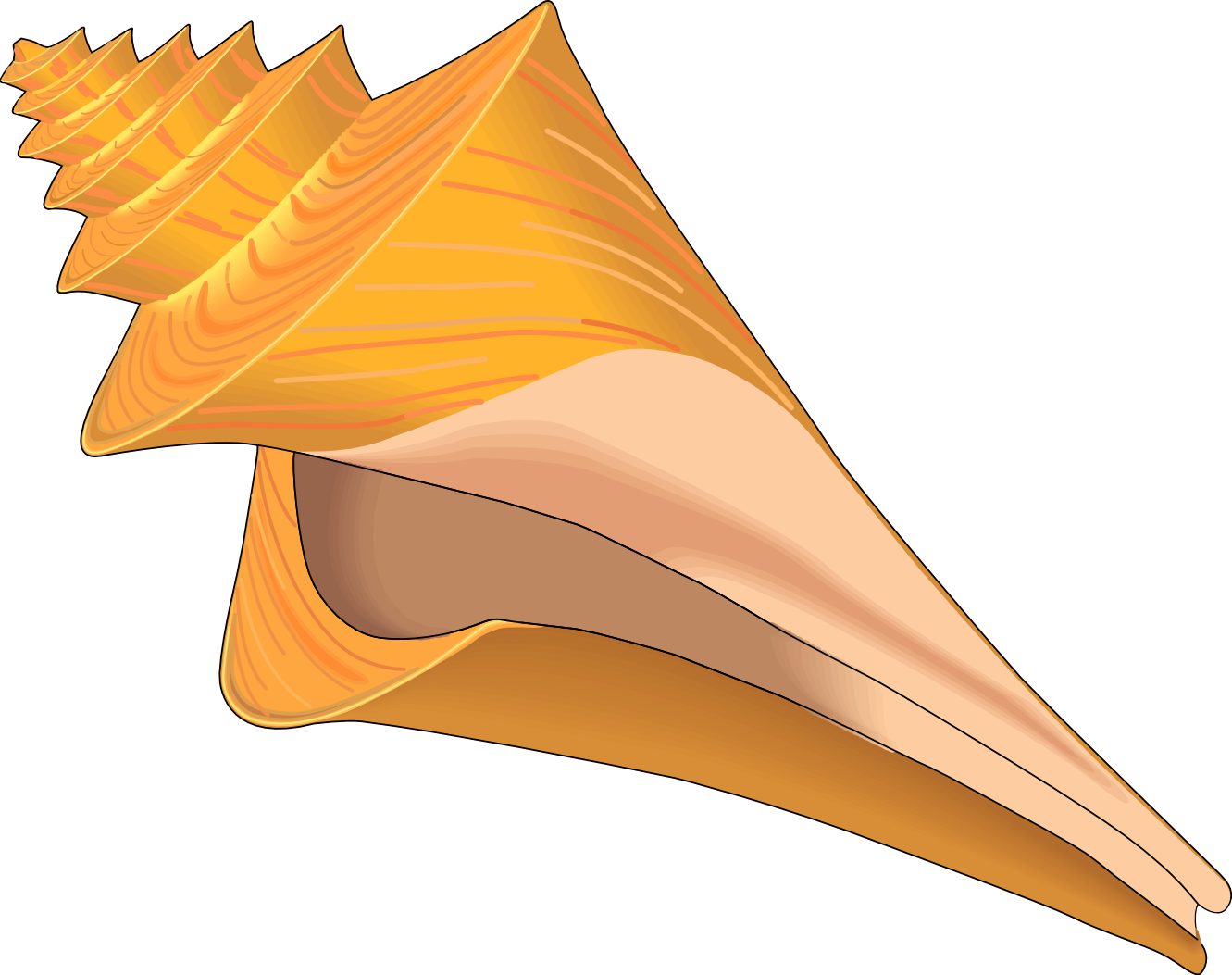 Seashell Clip Art - Maple (1331x1053)