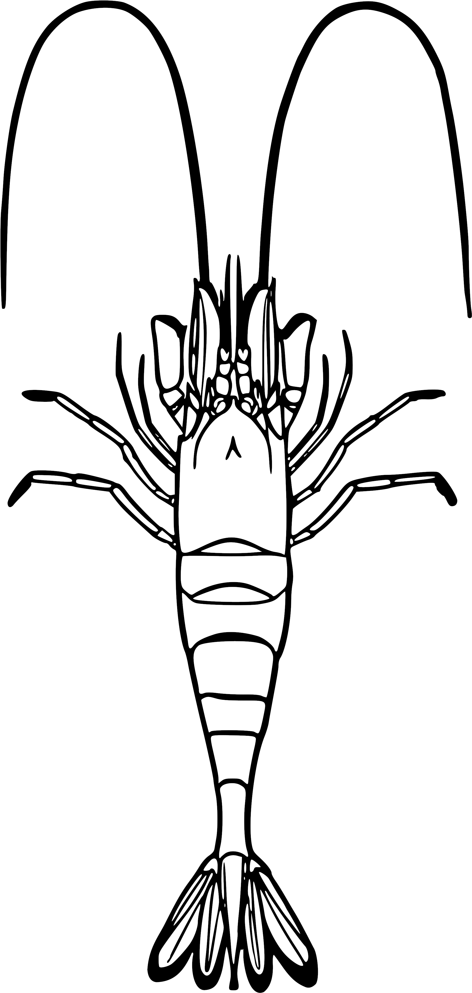 Open - Crangon Crangon (2000x4184)