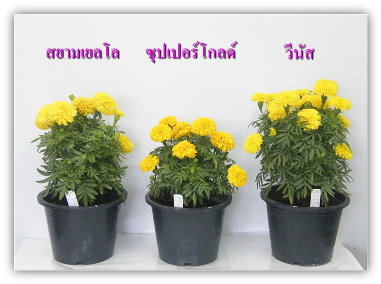 ภาพที่ 1 ซุปเปอร์โกลด์ 8 นิ้ว - ดาวเรือง ประดับ (770x577)