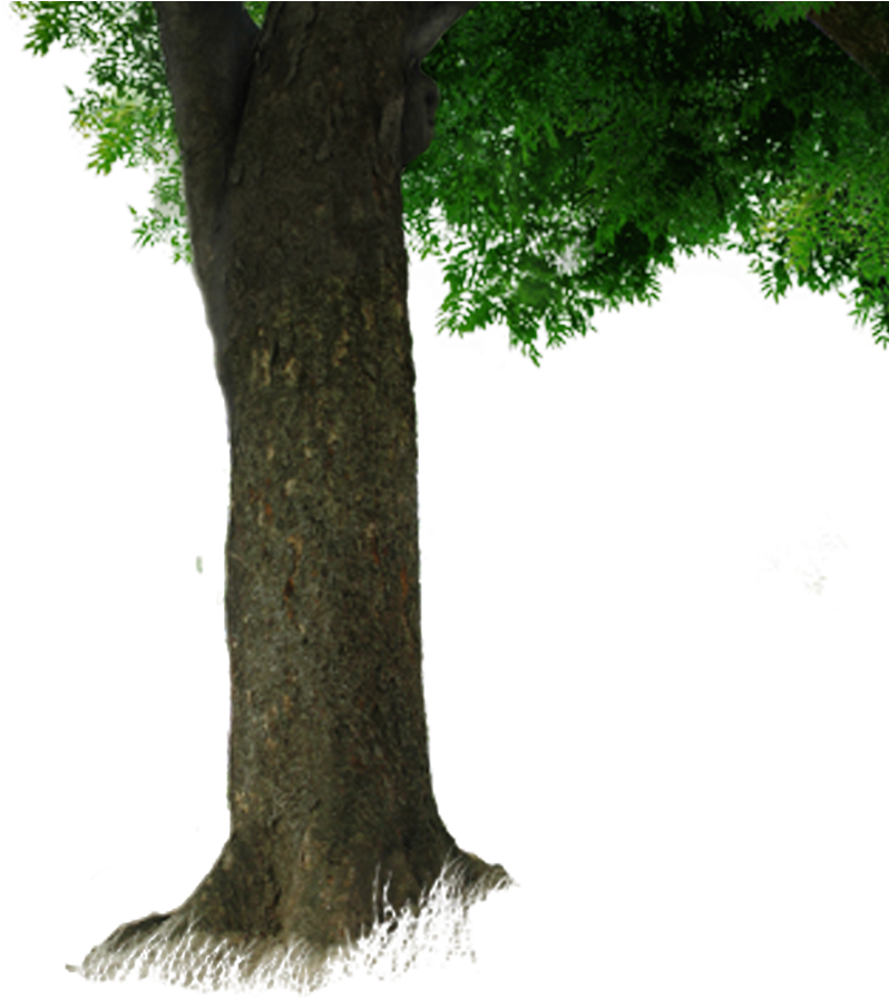 Trunk Tree Branch - Trunk (1000x1000)