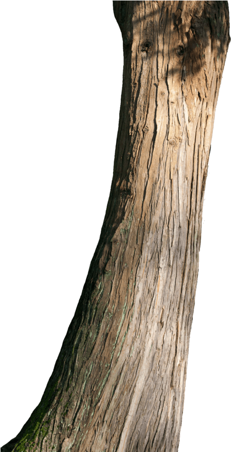Png Trunk (600x900)