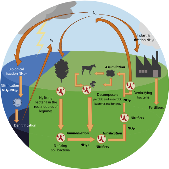 Nitrogen Cycle - Nitrogen Cycle Human Impact (565x568)