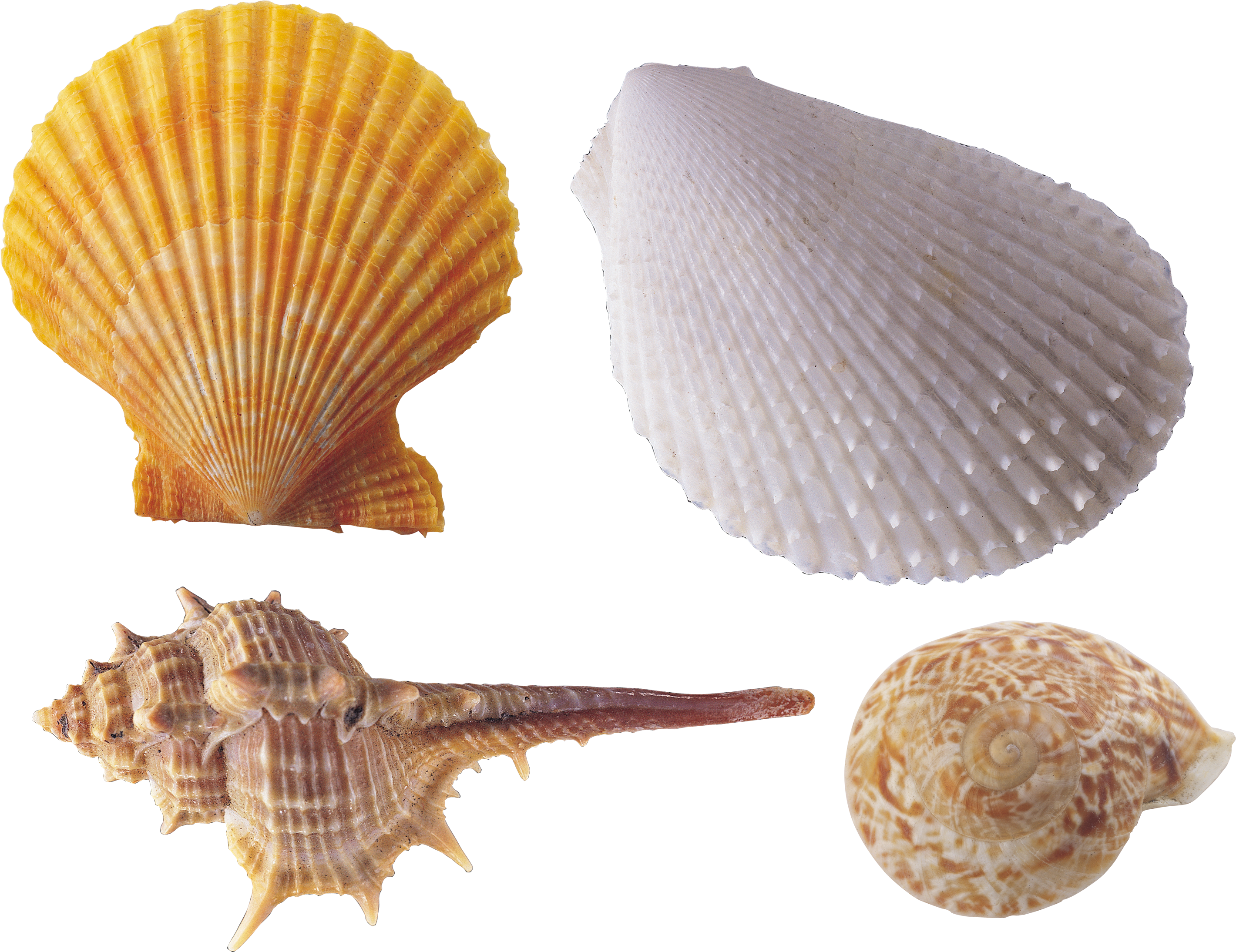 Encapsulated Postscript Clip Art - Seashell (2987x2345)