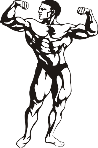Bodybuilder Clipart (331x500)