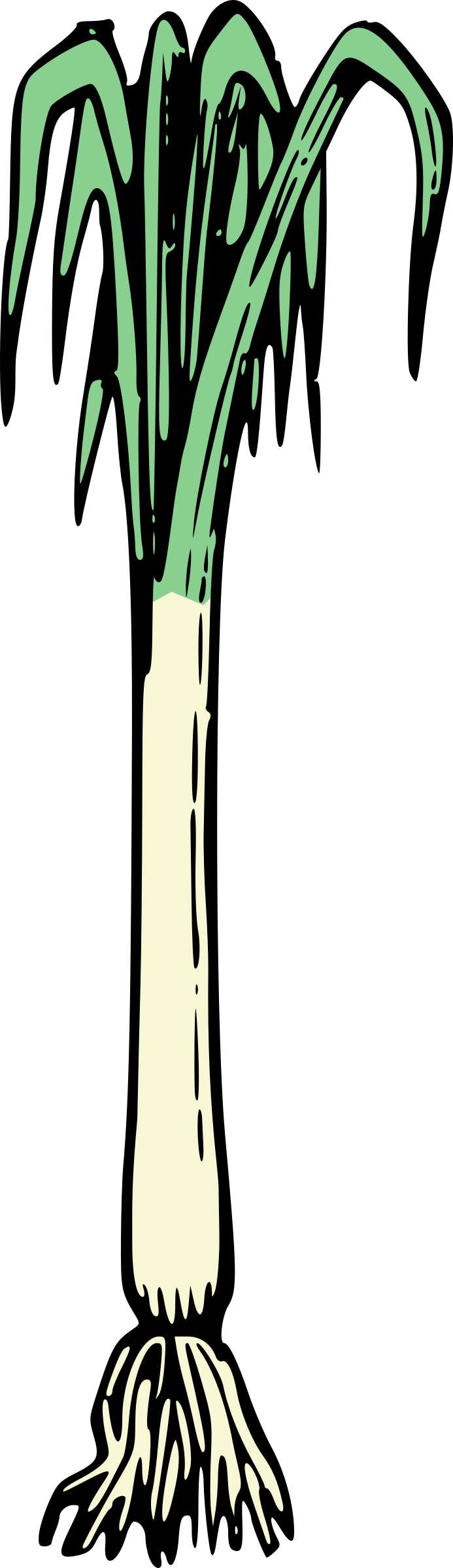Big Image - Onions (693x2400)