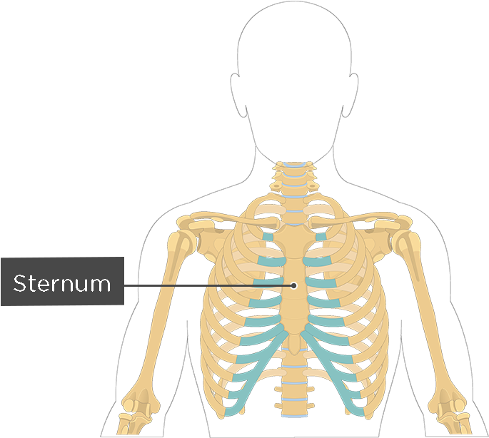 Sternum Transparent (1200x630)