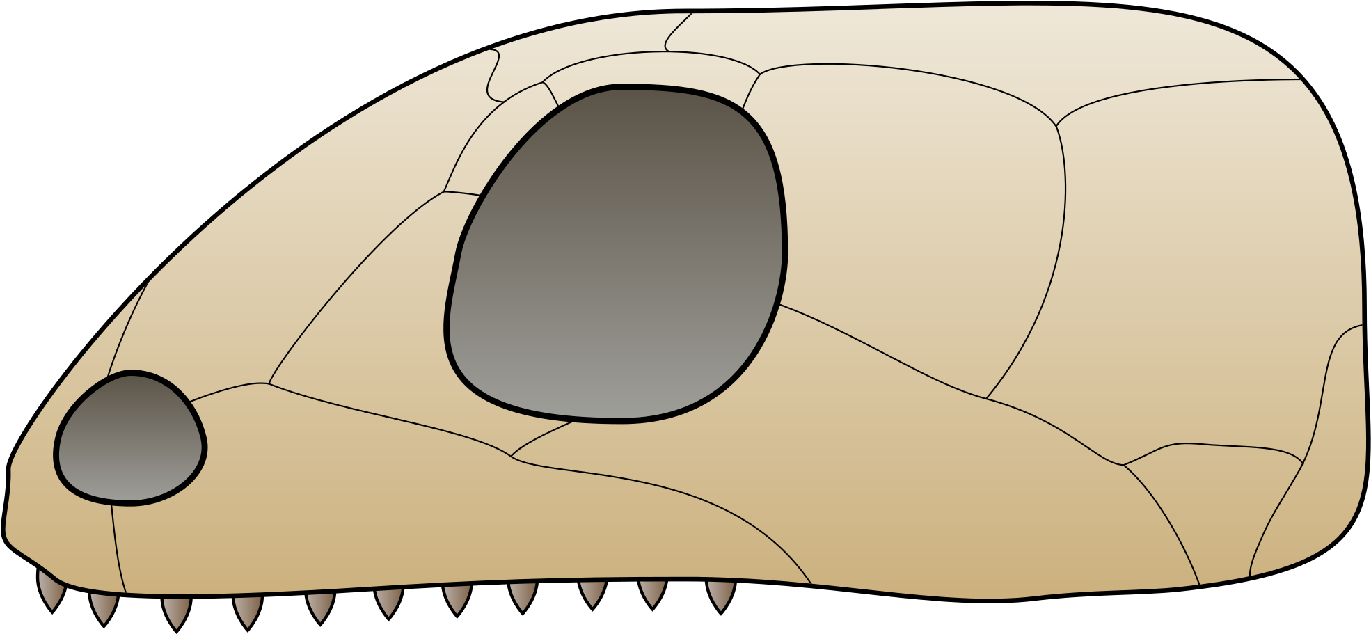 Anapsid Skull (2000x912)