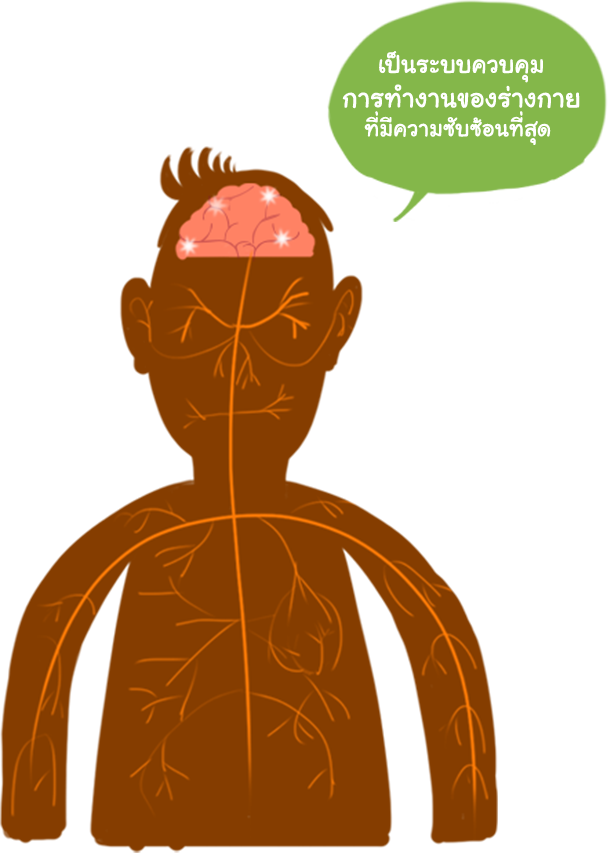 เซลล์ประสาท ของร่างกาย 3 ขั้ว - Illustration (608x853)