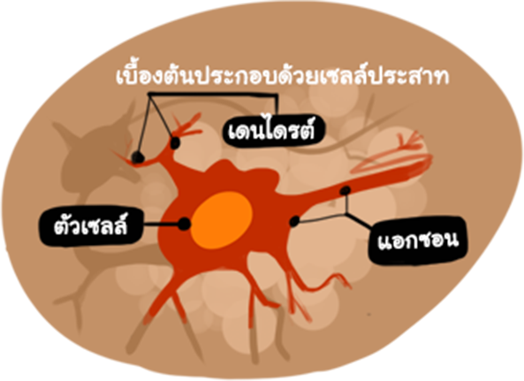 เส้นประสาทสมอง - Diagram (593x431)