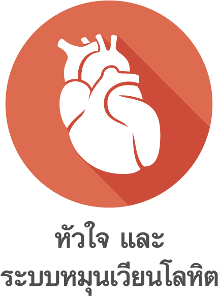 ศีรษะ, เกี่ยวข้องกับระบบโลหิต หัวใจ และสมอง - Illustration (591x591)