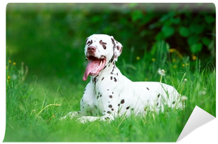 Dog (400x400)