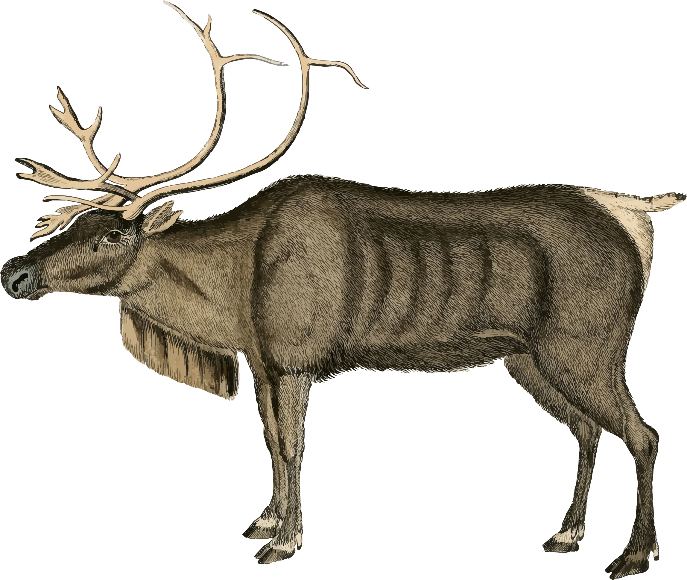 Big Image - Free Reindeer (2296x1938)