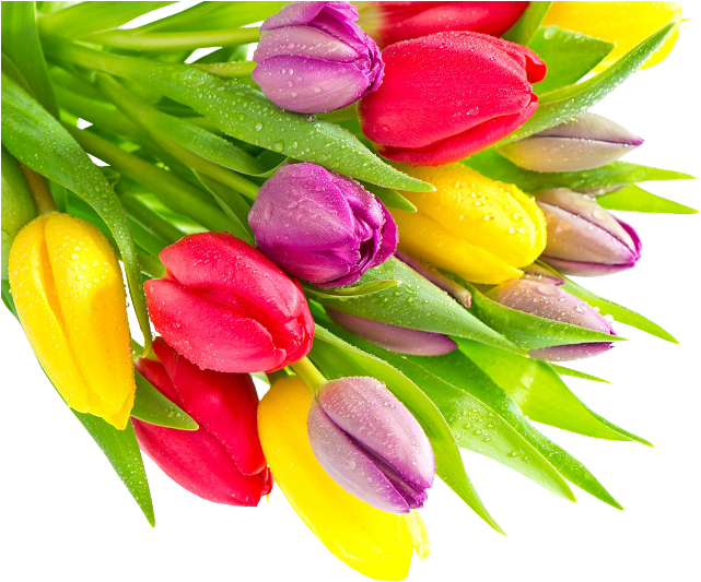 Multicolor Tulips - Обои На Рабочий Стол Тюльпаны (650x550)