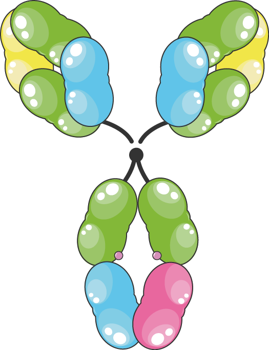 Igd - Antibody (525x684)