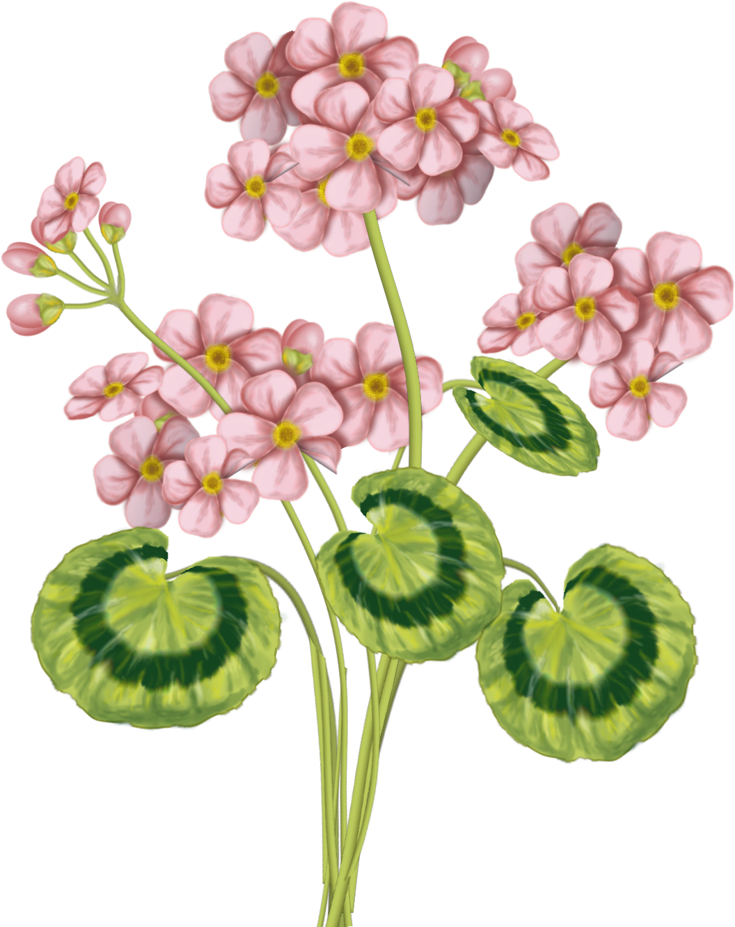 Download Here - Flower (1056x1332)