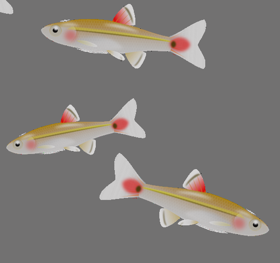 Cutthroat Trout (573x538)
