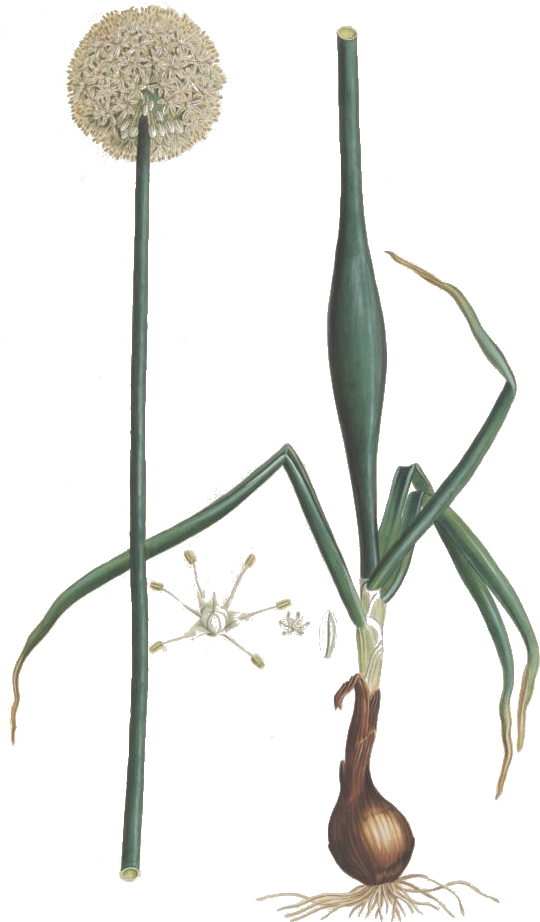 Zwiebel Allium Cepa Drawing - Drawing (592x942)