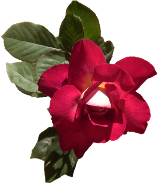 Fiona-rose - Rose (350x366)