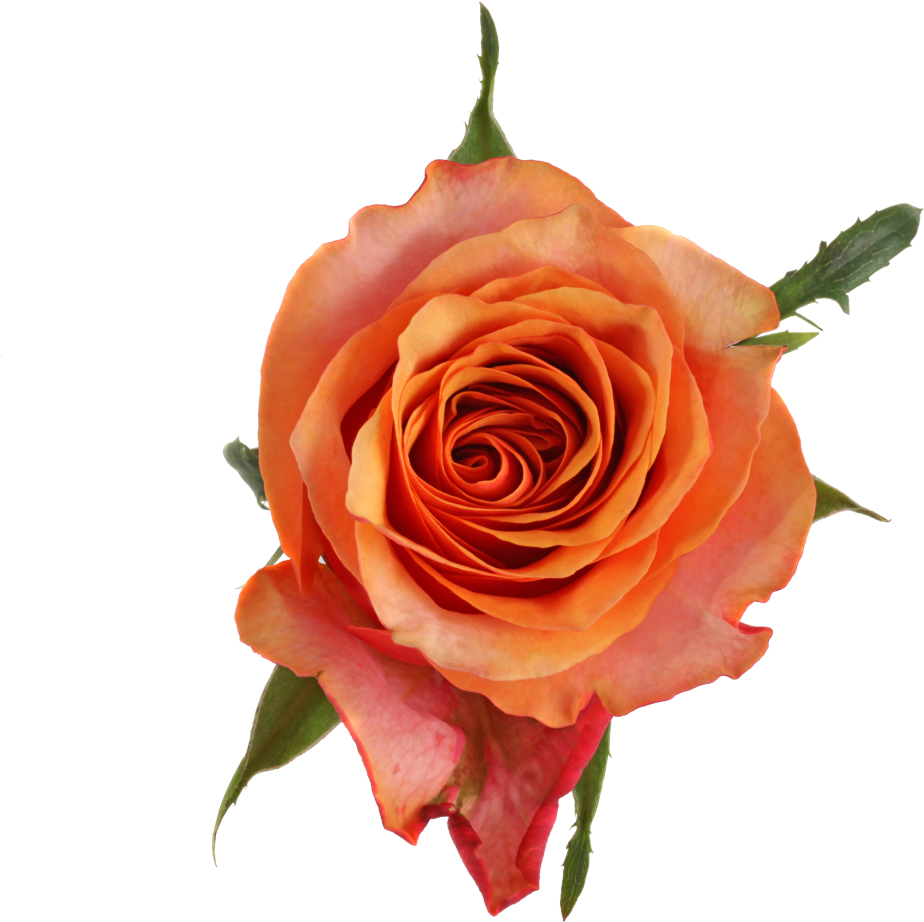 4 Cm- 5 Cm - Floribunda (1024x1024)