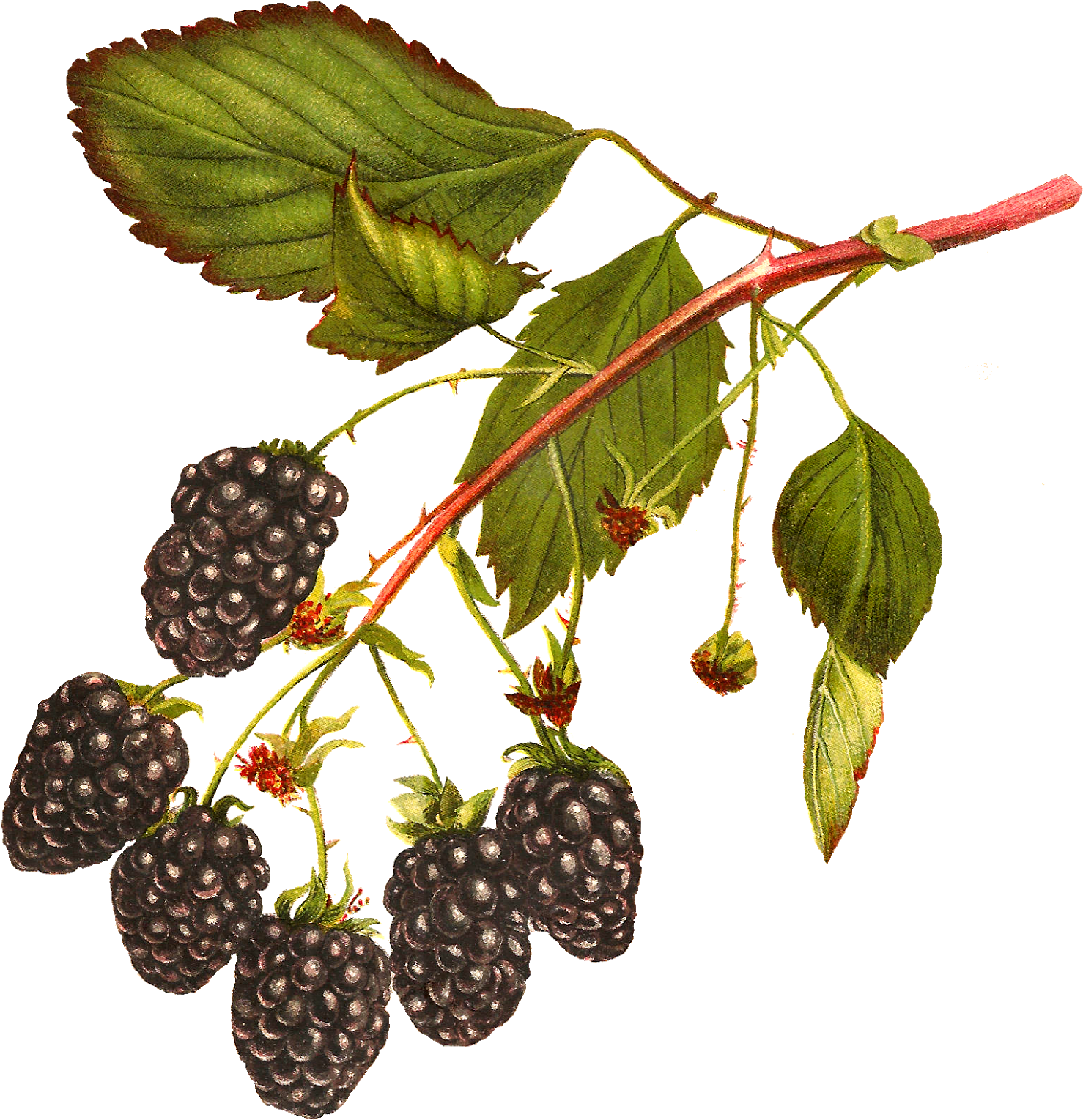 Blackberry (1556x1600)
