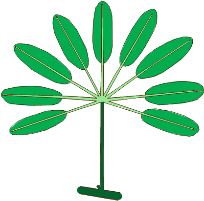 Raspberry, Or Palmately Compound - Arrows Transparent Background (470x450)