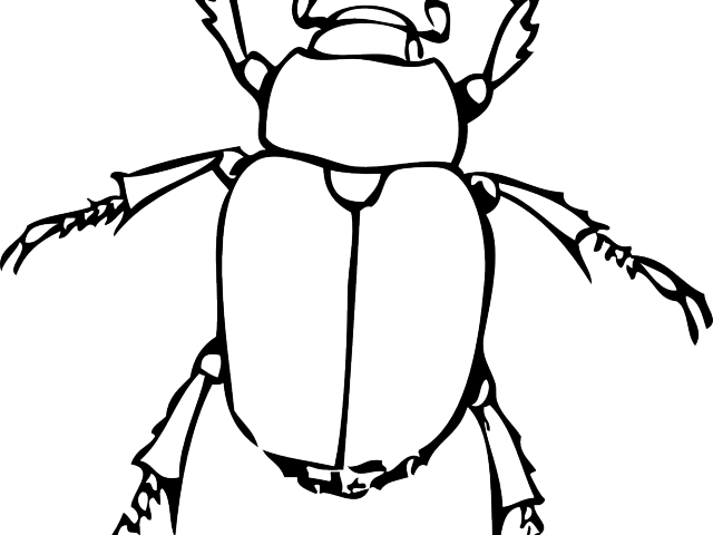 Insect Clipart Black And White - Bug Line Drawing (640x480)