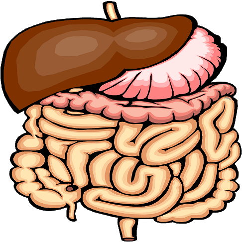 2 - Digestive System Png Transparent (512x512)