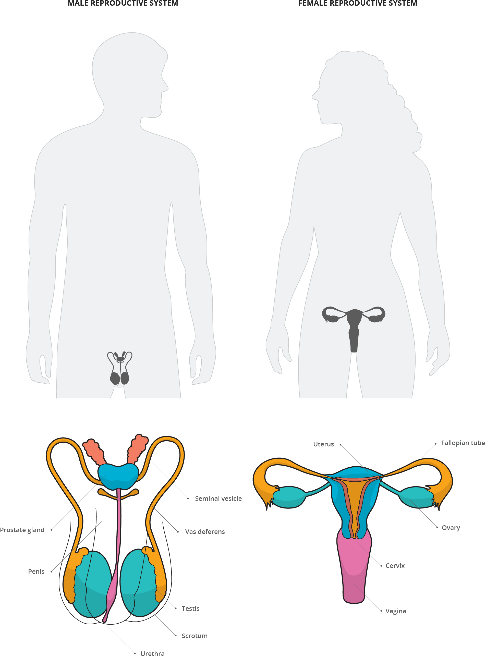 Reproductive System - Reproductive System (2083x2942)