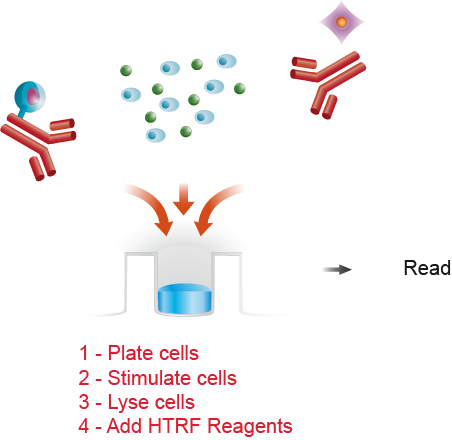 A Single Plate - Diagram (452x440)