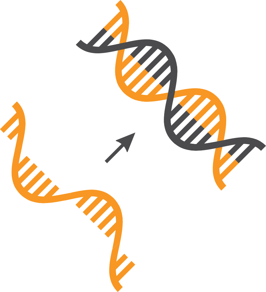 Cdna (935x1024)