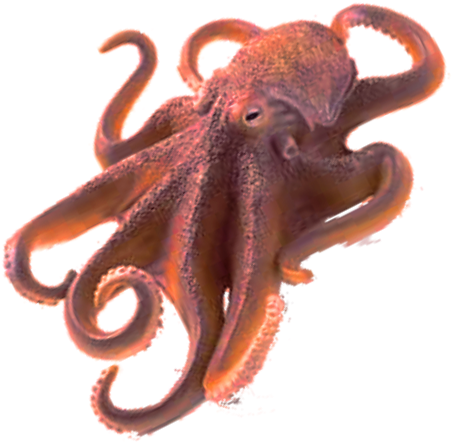 Octopus - Octopus Transparent Background (500x500)