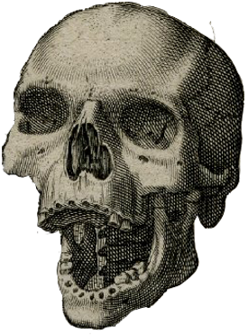 Black Heart Press - Skull (400x400)
