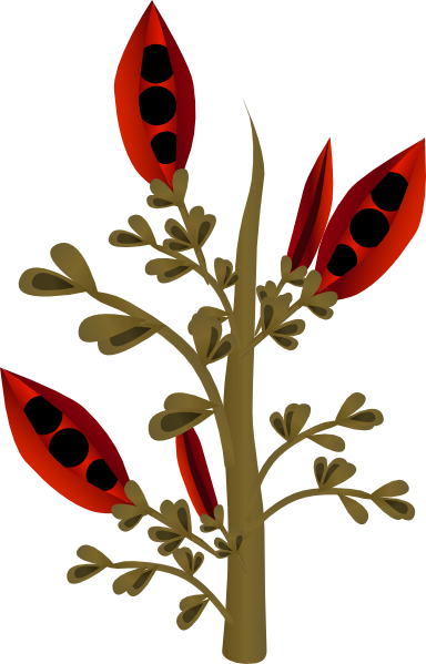 How - Flora (384x599)