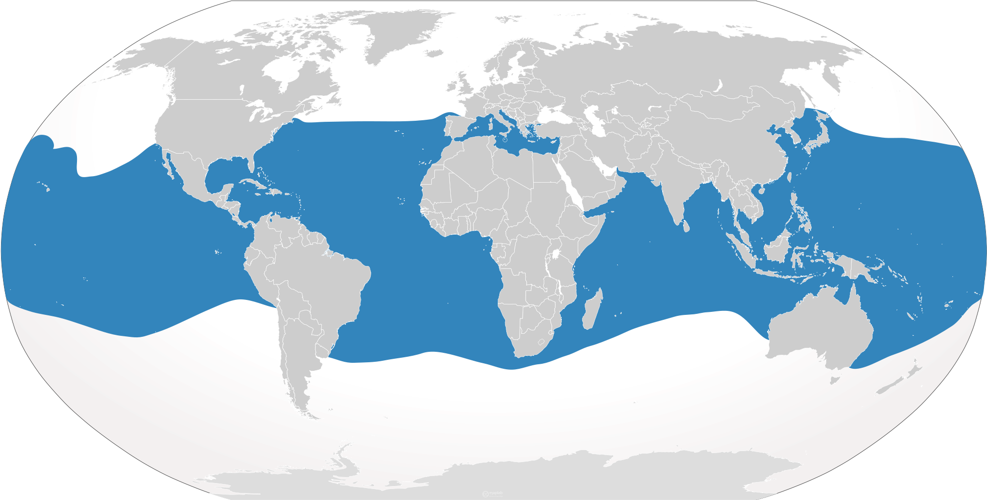 Open - Do Blue Whales Live (2000x1030)