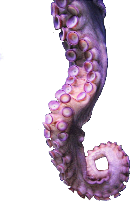Octopus Tentacle Drawing - Tentacle Transparent (500x750)