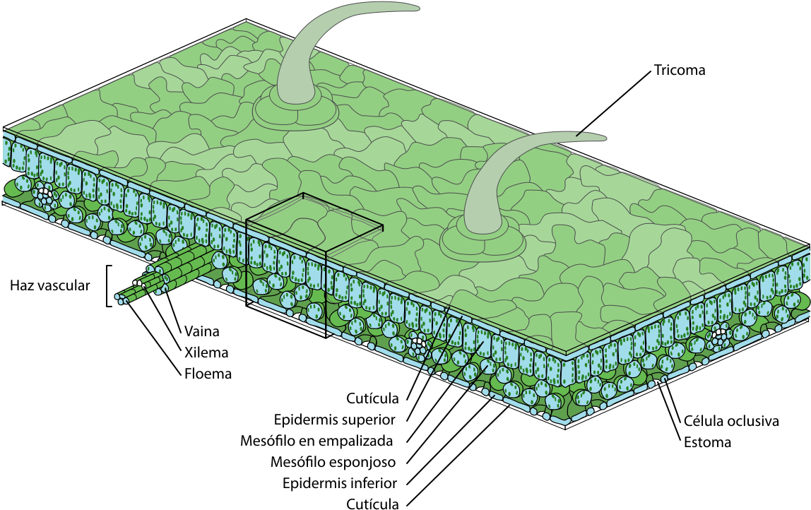 Epidermis In Plants (1200x800)