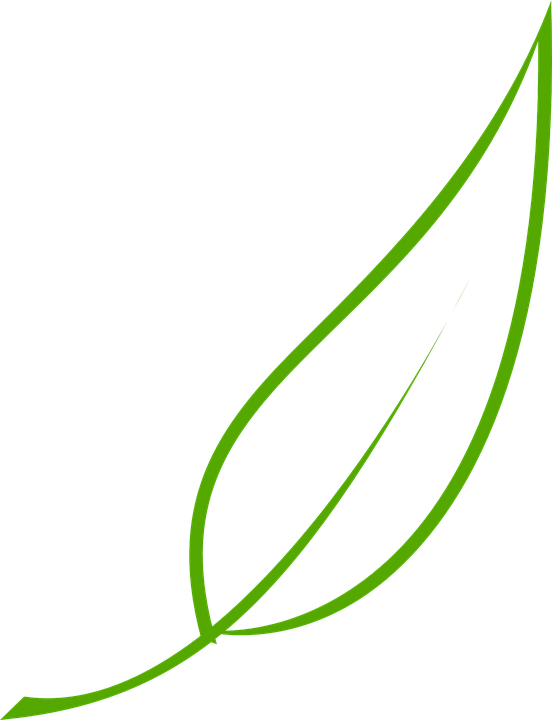 Leaf - Leaf Clip Art (552x720)