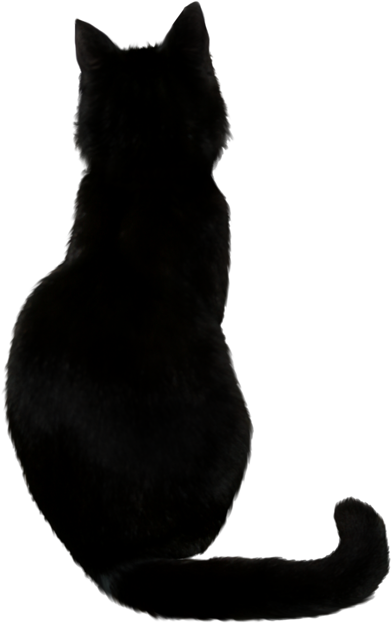 Image - Black Cat Drawing (900x1350)
