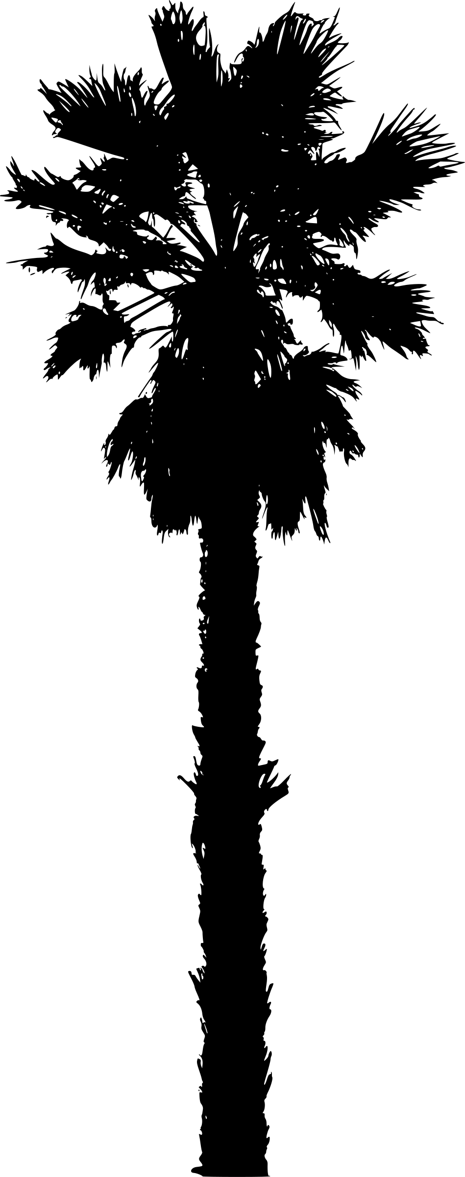 Robusta - California Palm Trees Vector (949x2400)