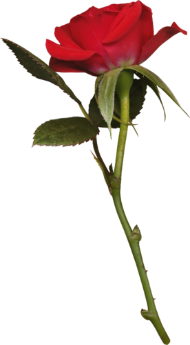 Бутоны Розы Png (276x500)