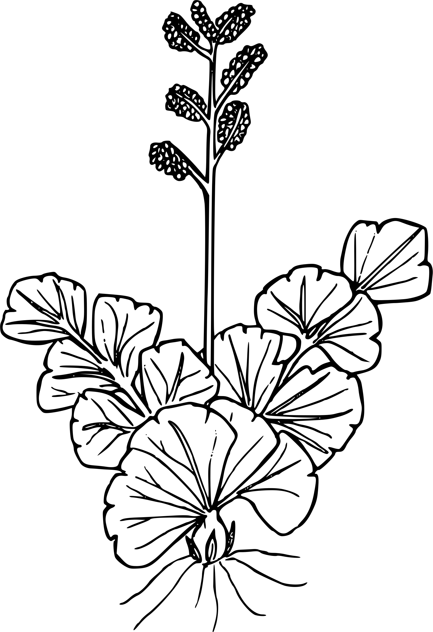 Grapefern - Wildflower (1646x2400)