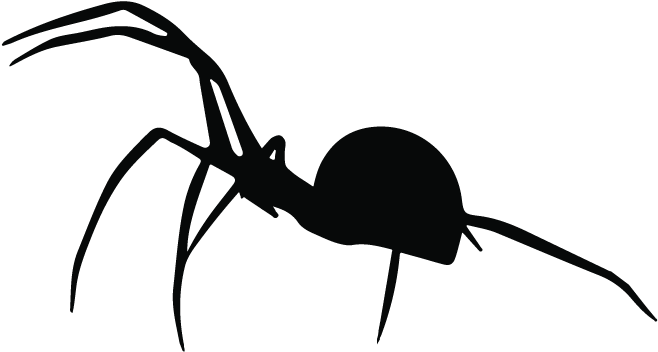 Spider - Insect (745x745)