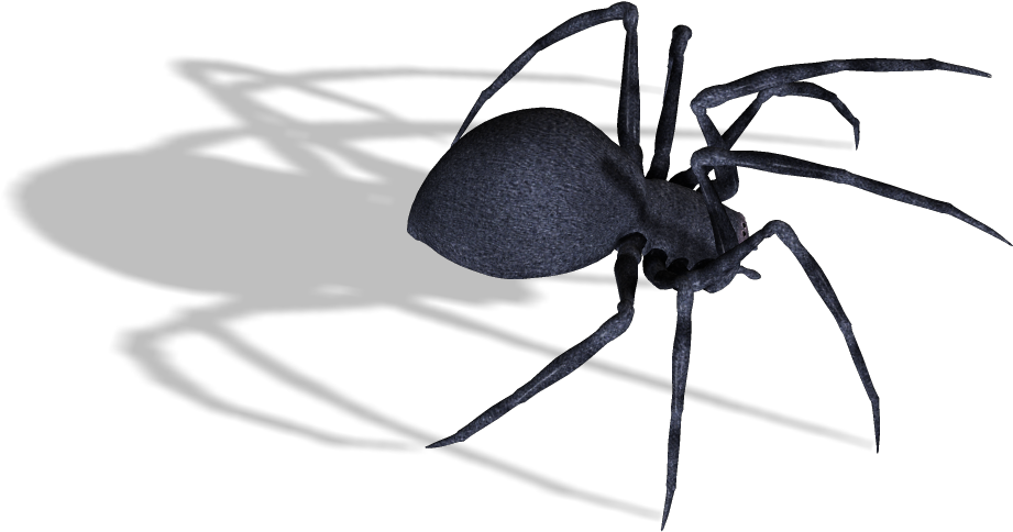 Spider On Transparent Background (1026x626)